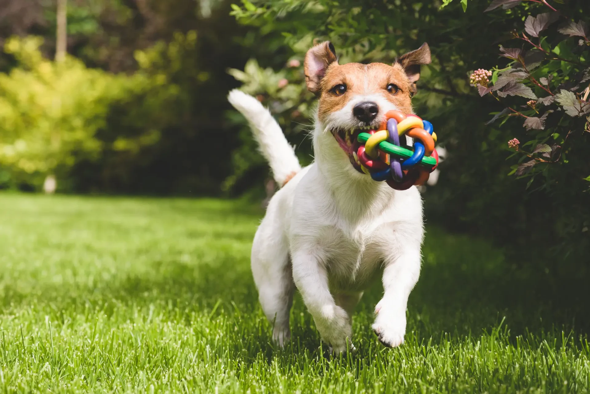 Certified dog trainer Orange County, CA