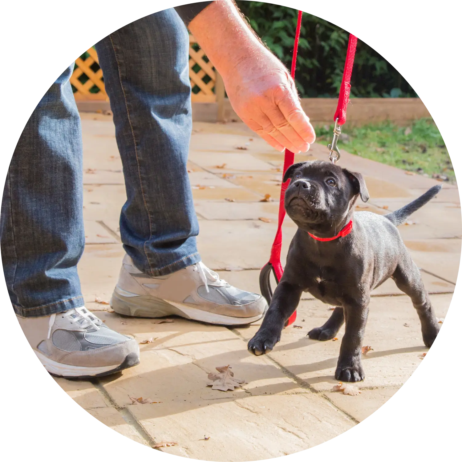 Best Dog Trainer in Orange County Discover Orange County's best dog trainer!