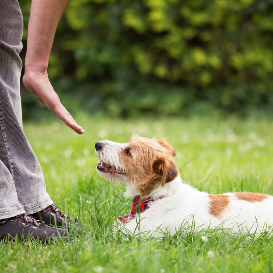 Behavior Modification for Happier, Well-Adjusted Dogs