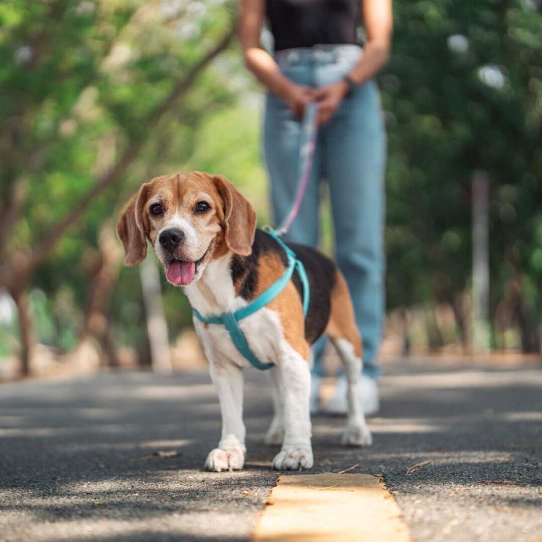 Dog trainer behaviorist Ornge County CA